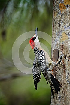 West Indian Woodpecker (Melanerpes superciliaris)