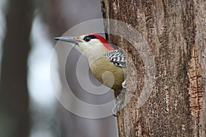 West Indian Woodpecker Melanerpes superciliaris, bird on the nest