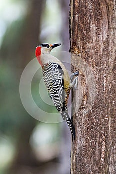 West Indian Woodpecker Melanerpes superciliaris, endemic Cuban bird