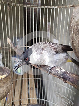 West Java female finches in an iron cage