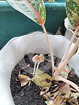 West Java, Indonesia, Pebruary, 2th, 2022: Two brown mushrooms growing in a pot were accidentally planted.