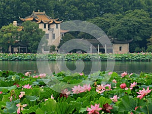 The west lake scenery in summer photo