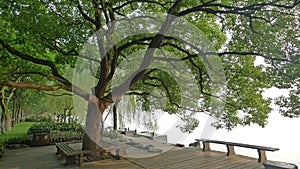 West lake,Su Causeway with Camphor tree