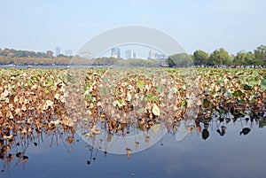 West Lake Xi Hu in Hangzhou, Zhejiang Province, China. View across West Lake to Baidi Causeway with foreground lilies.