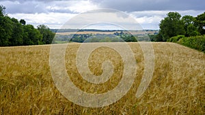 West Meon and St James`s Church across the wheat fields near Old Winchester Hill, South Downs National Park, Hampshire