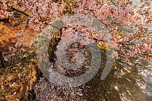 The west moat filled with cherry blossom petals at Hirosaki Park,Aomori,Tohoku,Japan in spring.