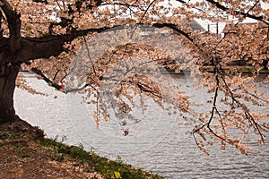 The west moat filled with cherry blossom petals at Hirosaki Park,Aomori,Tohoku,Japan in spring.