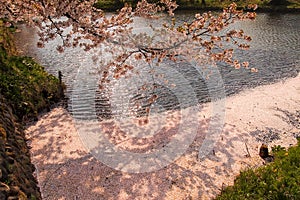 The west moat filled with cherry blossom petals at Hirosaki Park,Aomori,Tohoku,Japan in spring.