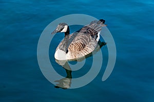 Birds in the natural environment. West Park Wolverhampton. Spring in England