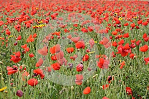Pentire Poppies, Cornwall UK