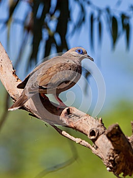 West Peruvian Dove photo