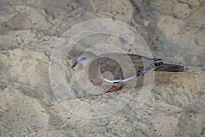 West Peruvian dove or Pacific dove & x28;Zenaida meloda& x29; at Huacachina Oasis - Ica, Peru photo