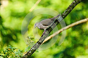 West Peruvian Dove (Zenaida meloda) climbing down a branch, in Costa Rica photo