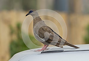 West Peruvian Dove, Zenaida meloda photo