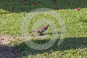 West Peruvian Dove Zenaida meloda dove in a lawn park in Lima, Peru photo