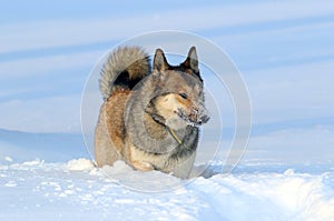 The West Siberian Laika. Cautious hunting dog