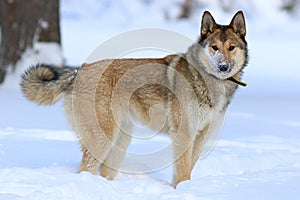 The West Siberian Laika. Dog closeup of a winter day