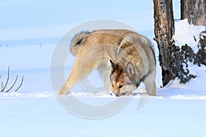 The West Siberian Laika. The dog during the hunt sniffs the trail