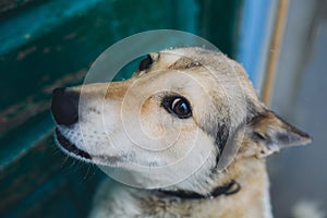 West Siberian Laika funny dog Portrait