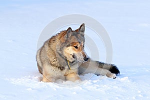 The West Siberian Laika. Hunting dog in Northern Siberia