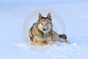 The West Siberian Laika. Hunting dog resting in the snow