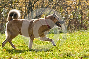 West Siberian laika (husky)