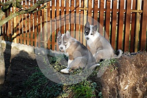 West Siberian Laika two Puppies