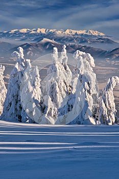 West Tatras mountains behind frozen spruce trees on Zazriva peak on Mala Fatra mountains near Martinske Hole