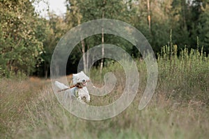 West terrier dog running with stick in the field