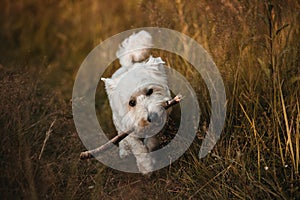 West terrier dog running with stick in the field
