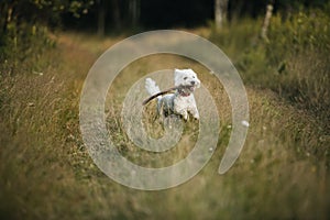 West terrier dog running with stick in the field