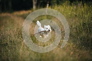 West terrier dog running with stick in the field