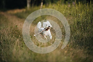 West terrier dog running with stick in the field