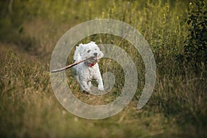 West terrier dog running with stick in the field