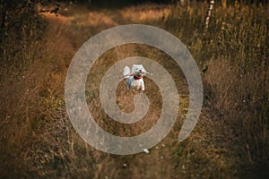 West terrier dog running with stick in the field