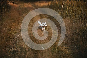 West terrier dog running with stick in the field