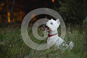 West terrier dog sitting in the field