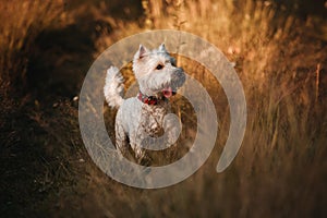 West terrier dog standing in the field