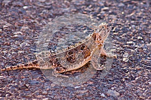 West Texas Horned Toad
