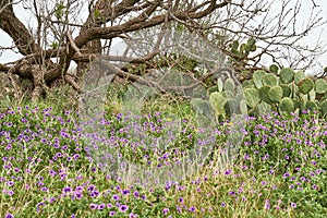 West Texas Spring Background scence with wildflowers, cactus and mequite tree