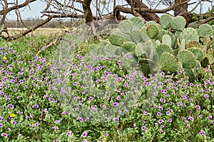 West Texas Spring Background scence with wildflowers, cactus and mequite tree