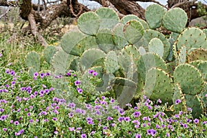 West Texas Spring Background scence with wildflowers, cactus and mequite tree