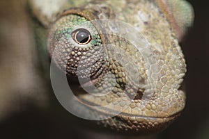 West Usambara two-horned chameleon