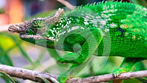 West Usambara two-horned chameleon or West Usambara blade-horned chameleon on stem of branch.