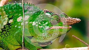 West Usambara two-horned chameleon or West Usambara blade-horned chameleon on stem of branch.