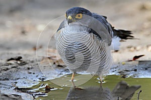 Westafrikaanse Dwergsperwer, Red-thighed Sparrowhawk, Accipiter