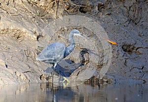 Westelijke Rifreiger, Western Reef heron, Egretta gularis photo