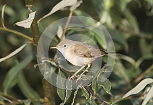 Westelijke Vale Spotvogel, Western Olivaceous Warbler, Iduna opaca