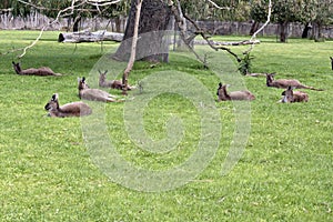 The westen grey kangaroo is mainly brown with a white chest and long tail