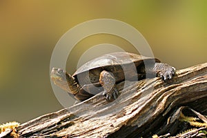 Wester Pond Turtle on a Log